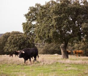 GUIEDED TOUR BY NATURE RESERVE BULLS