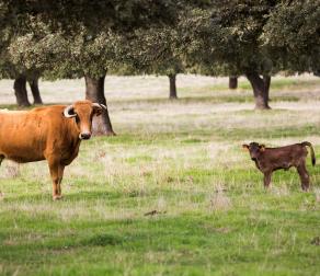 GUIEDED TOUR BY NATURE RESERVE BULLS