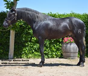 LUCERO FS