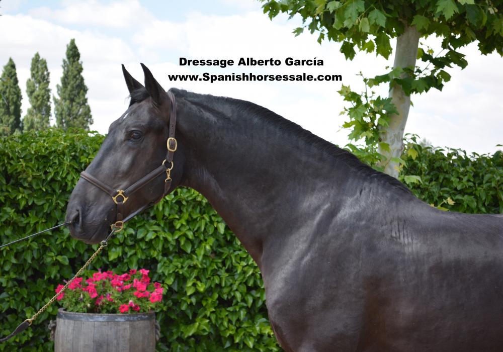 SANTO BRI�ON VISTA