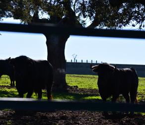 GUIEDED TOUR BY NATURE RESERVE BULLS