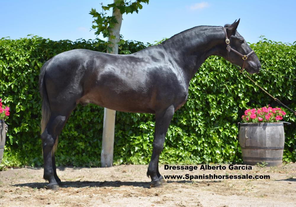 LUCERO FS