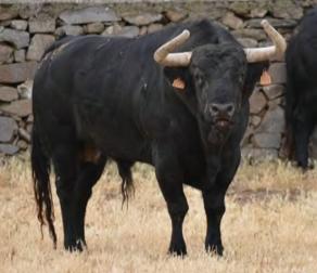 GUIEDED TOUR BY NATURE RESERVE BULLS