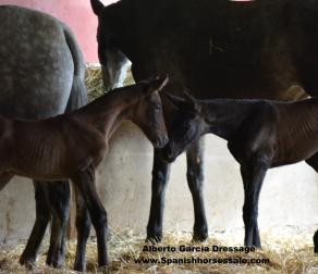 Yeguada Garcia Brion