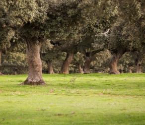 GUIEDED TOUR BY NATURE RESERVE BULLS
