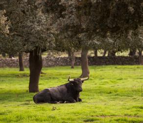 GUIEDED TOUR BY NATURE RESERVE BULLS