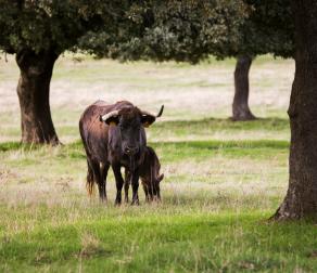 GUIEDED TOUR BY NATURE RESERVE BULLS