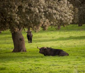 GUIEDED TOUR BY NATURE RESERVE BULLS