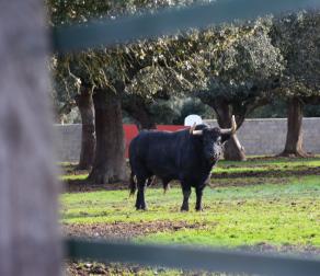 GUIEDED TOUR BY NATURE RESERVE BULLS
