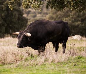 GUIEDED TOUR BY NATURE RESERVE BULLS