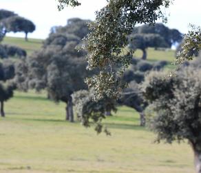 GUIEDED TOUR BY NATURE RESERVE BULLS