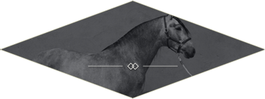 Caballos En Venta