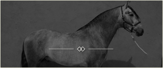 Caballos En Venta